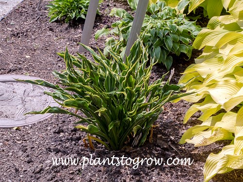 Hosta' Upright Hands' is a unique fully tetraploid sport of H. 'Praying Hands'.